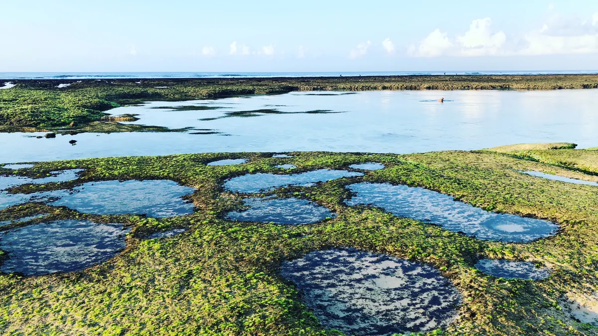 Balangan at low tide: a wide shelf of reef and green algae with shallow tide pools, the ocean beyond a low reef wall